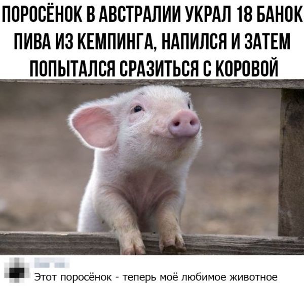 Алкопост 10.12.21