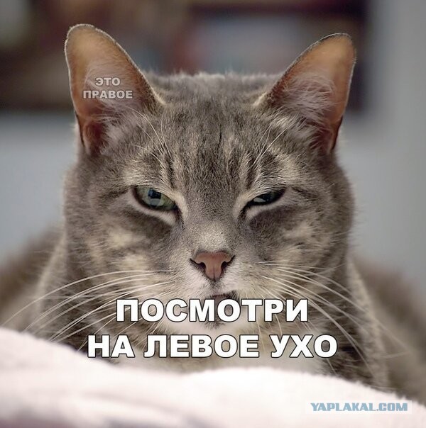 Картинки и мемы. Выходные близко...