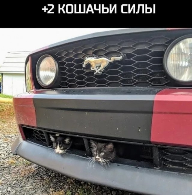 Картинки и мемы, всем хороших выходных