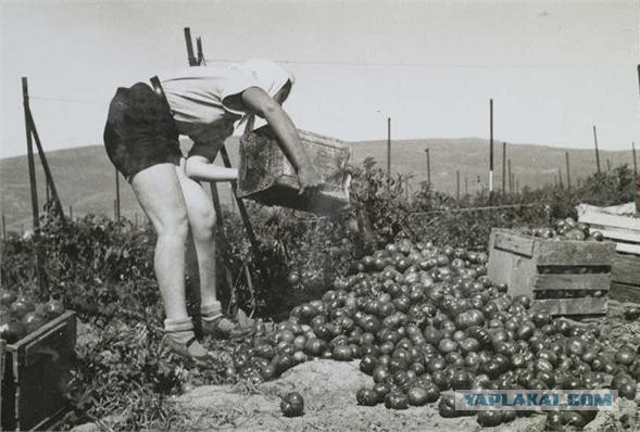 Ностальгия по работящим женщинам