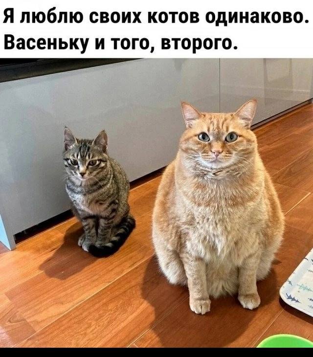 Веселые картинки в понедельник (25.08)