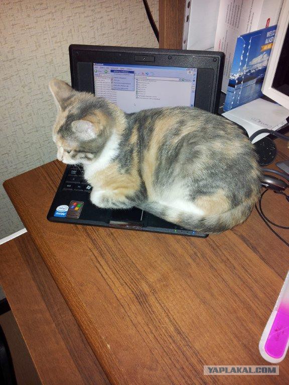 КотоПост