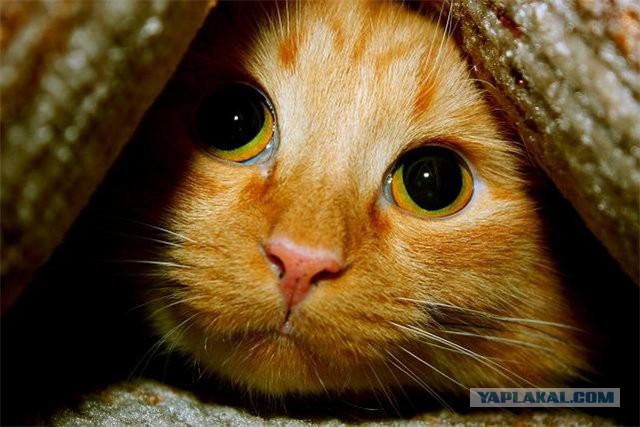 Коты ученых