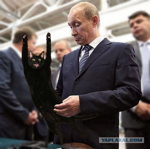 Жабы на котэ