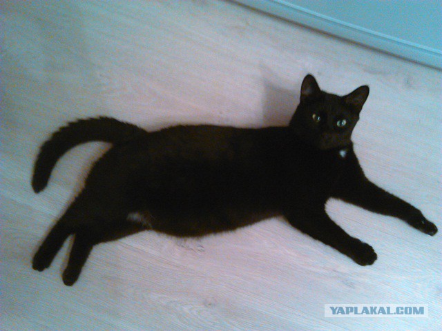 Котовторник 28.10.2014