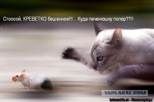 Кошачий Hardcore