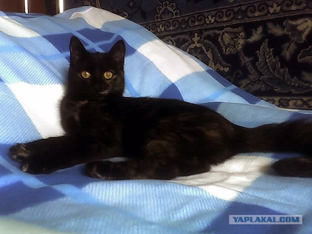 Котя