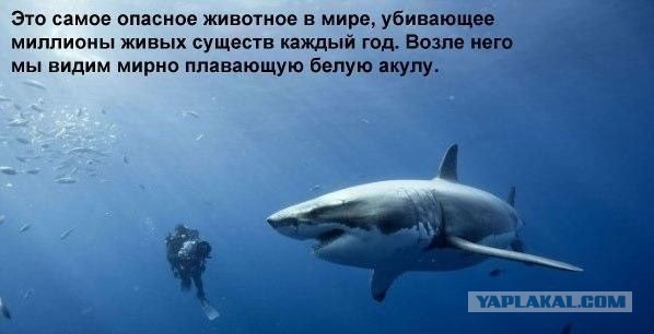 Дети, о которых заботились животные