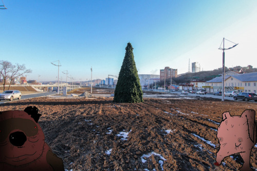 Во Владивостоке установили елку...