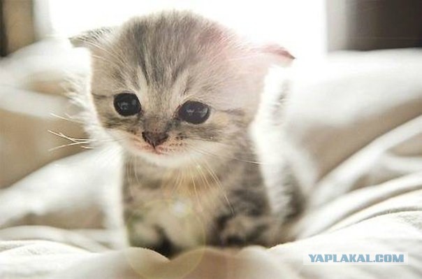 Вот и выходные-какие у кого планы?