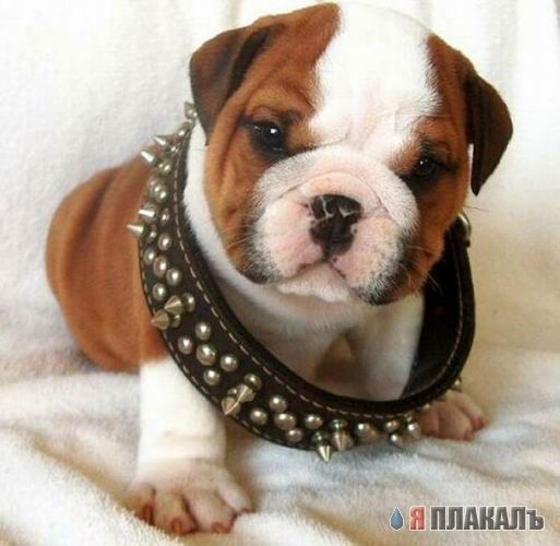 СОБАКИ и ЩЕНКИ. Все про собак!