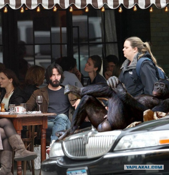 Не желаете ли пожабить