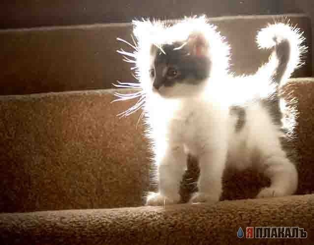 Коты, кошки, котята