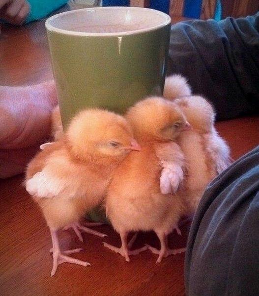Скотинки - Животинки