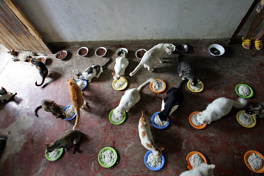Коты, кошки, котята
