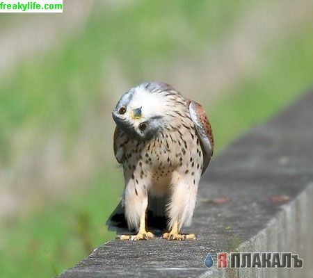 Голуби с района