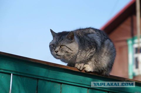Котовторник 23/05/2017