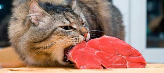 Коты и Кошки