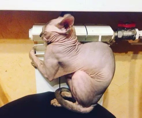 Коты и Кошки