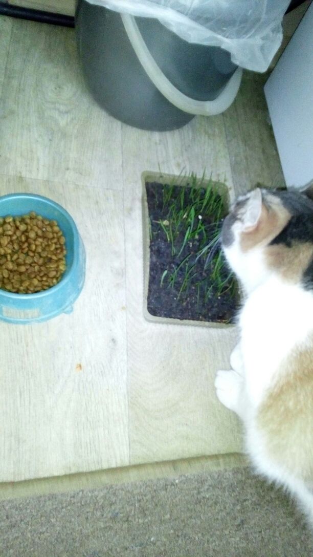 Котовторник  10.10.2017