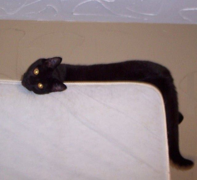 Коты и Кошки