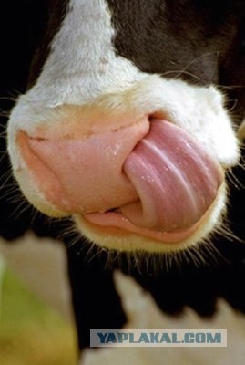 Секси-телочка на капоте машины