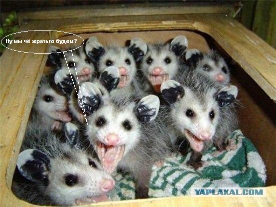 Прикольные ушастики