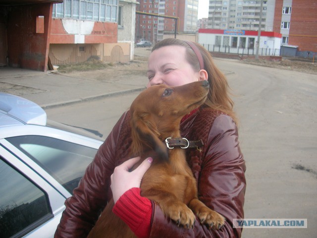 Их глаза... (собакочетвергу посвящяется)