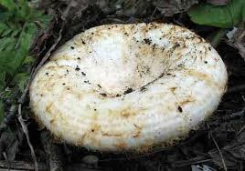 Последние тёплые дни, поход за грибами