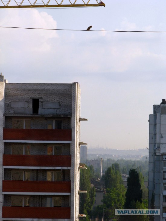Собака-небояка