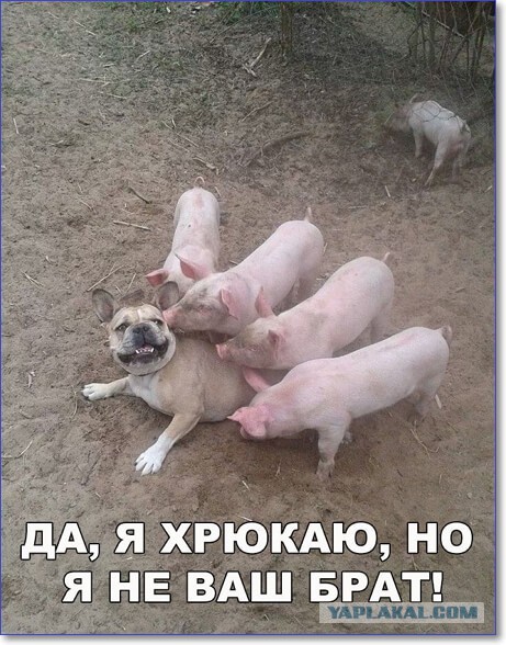 Нестандартный юмор