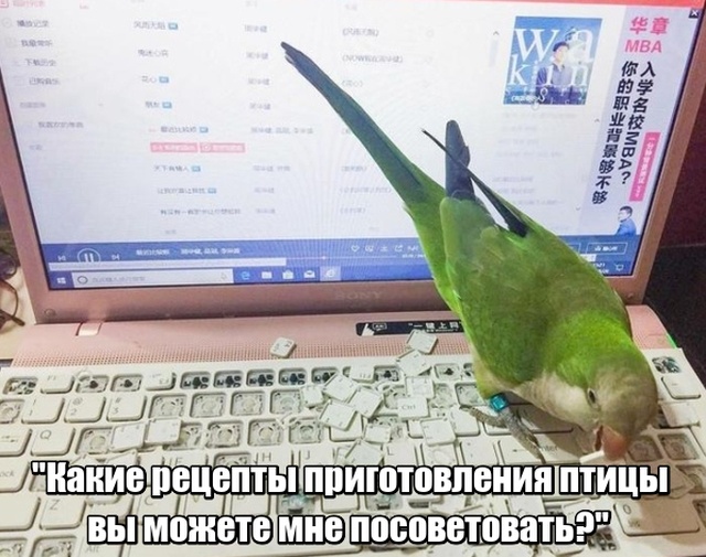 Нестандартный юмор