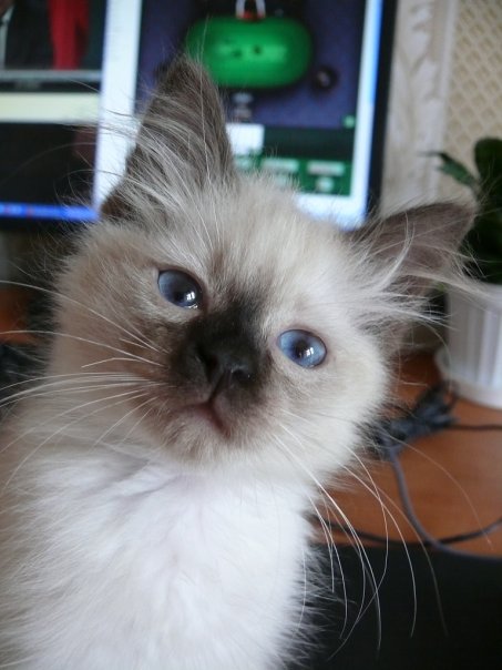Котовторник объявляется открытым!