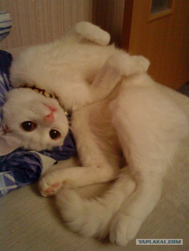 Первый котовторник июля