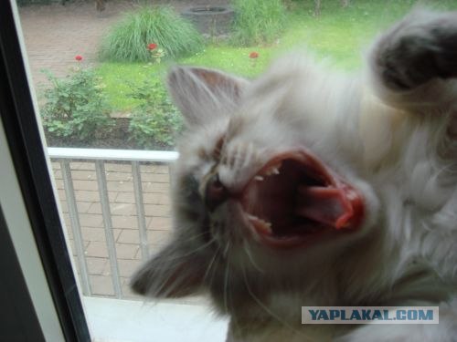 Котовторник (начало в супермаркете!)