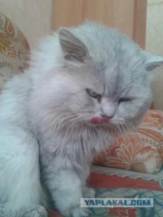 Котовторник  от 3.04.2012