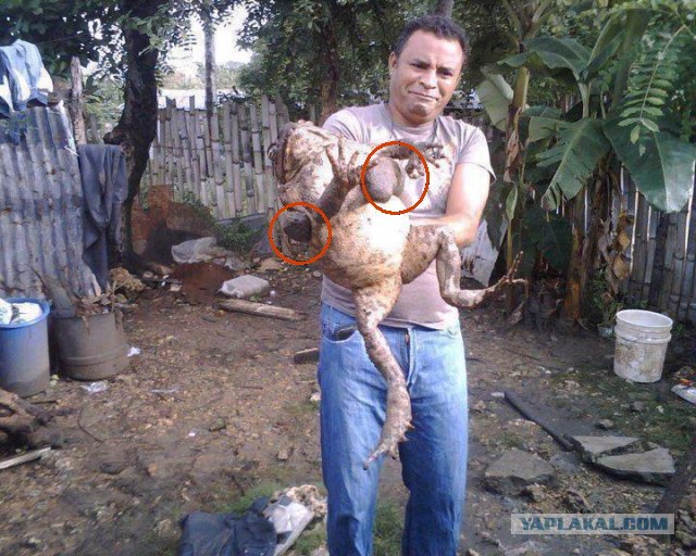 Царевна - лягушка