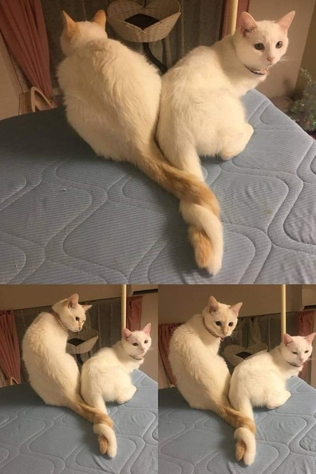 Забавные фото котеек
