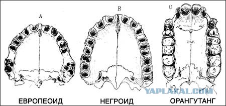 Почему негры не создали цивилизацию?