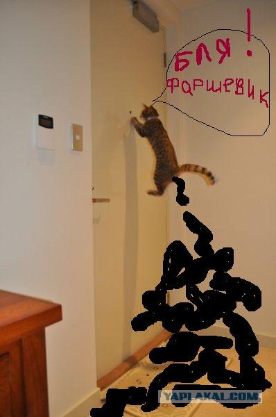 Всевидящий котэ