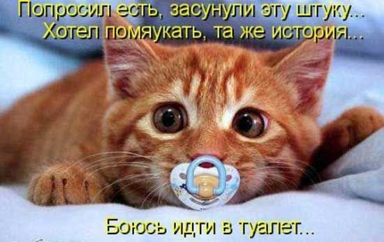 Картинки с котами и про котов