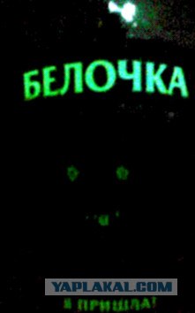 Бесстрашные белки