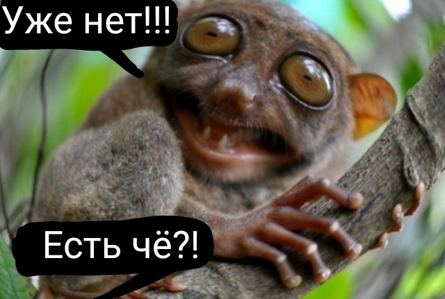 Кушоц!