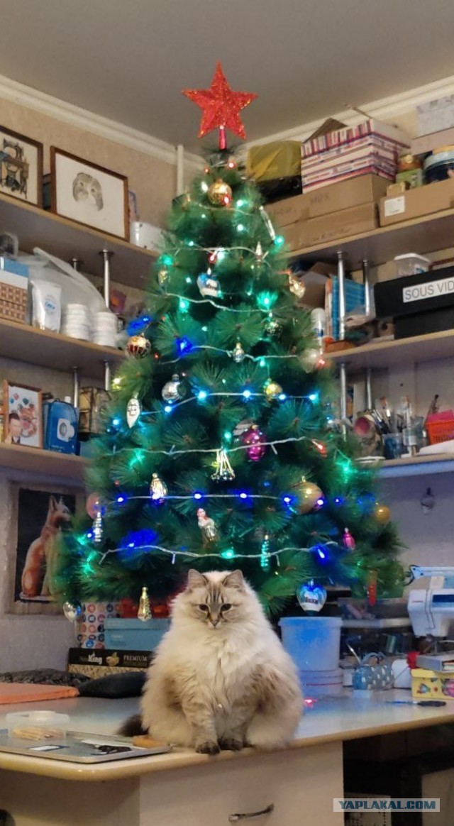 Новогодний кот