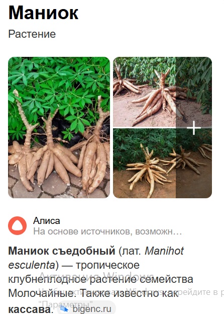 Корень юкки