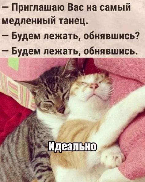 Кошачьи нежности