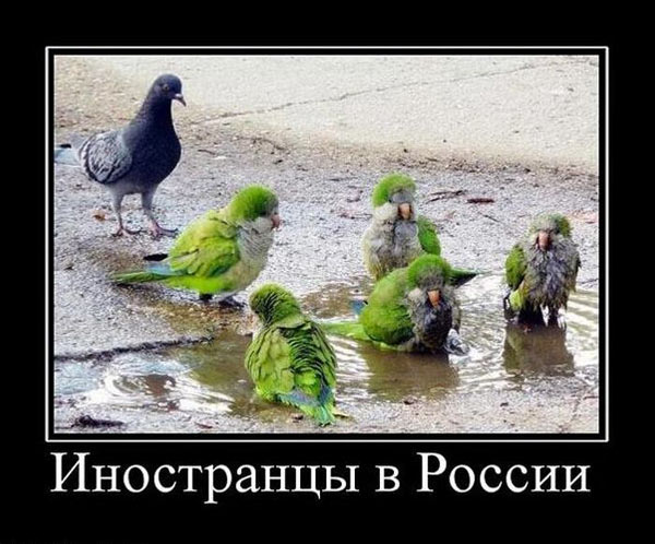 Заключительные баяны 2025