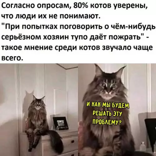 К котовторнику: подборка картинок-баянов с котиками и про котиков. Выпуск 31.