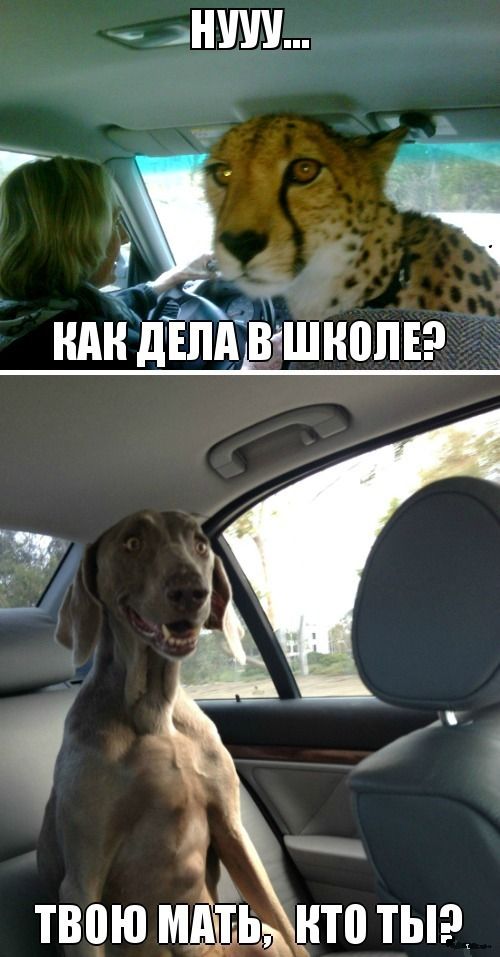 ЯПовцы, помогайте!