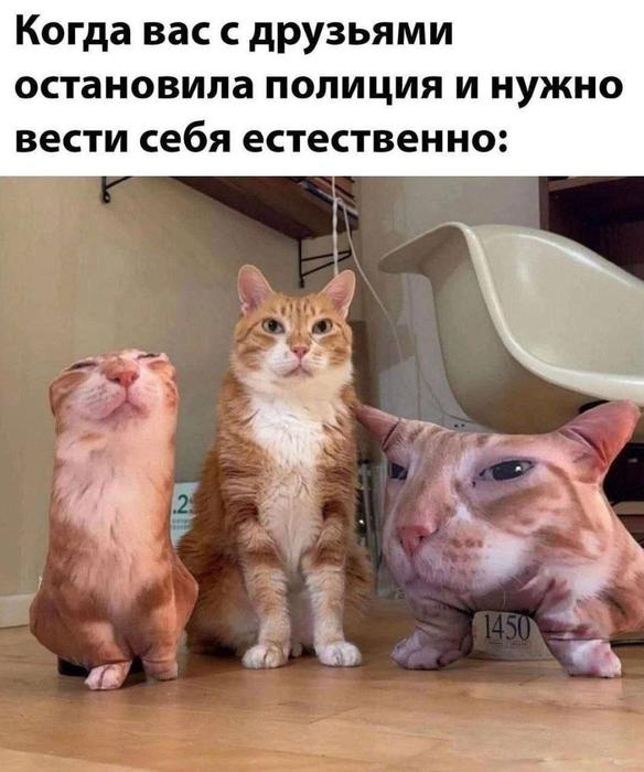 Картинки для деградации 147 (разной степени свежести)